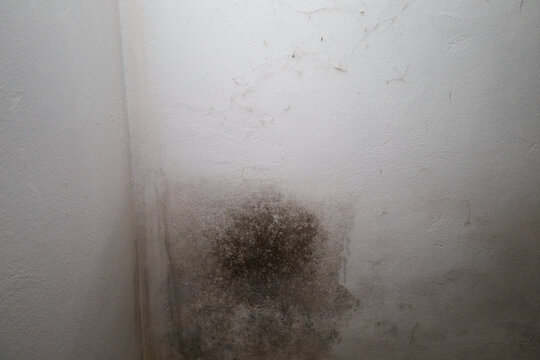 ​A large dark stain caused by moisture, mold, or fungus is visible on the light wall. The affected area has a distinct dirty contour and spreads upward from the bottom corner. The plaster surface look