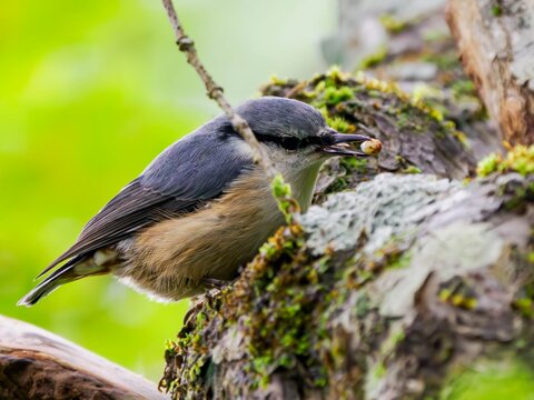森で貯食行動をしているゴジュウカラ。くちばしに咥えた木の実を隠そうとしている様子。クローズアップ