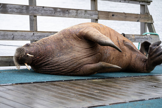 Massive walrus relaxing near harbor in Arctic waters
