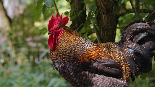 Close up of male chicken rooster standing on a fence and crowing on a sunny spring day