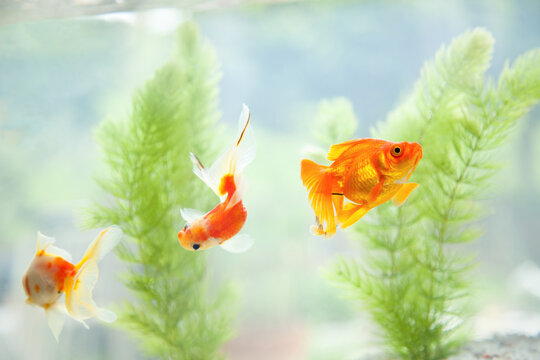 水槽の中の金魚とマツモ