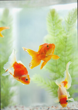 水槽の中の金魚とマツモ