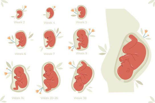 Human Fetal Development Stages and Pregnancy Progress Infographic Illustration