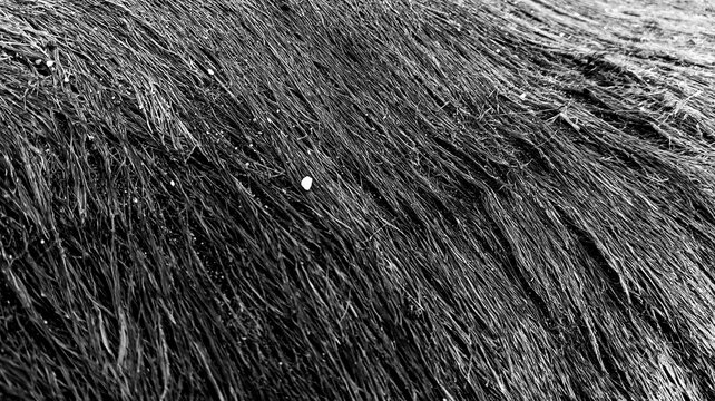 Abstract black and white natural fiber texture background with detailed rough structure