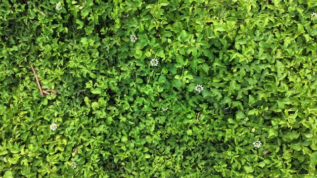 Top Down Aerial Shot of Blooming Flowers in Passion Fruit Plantation