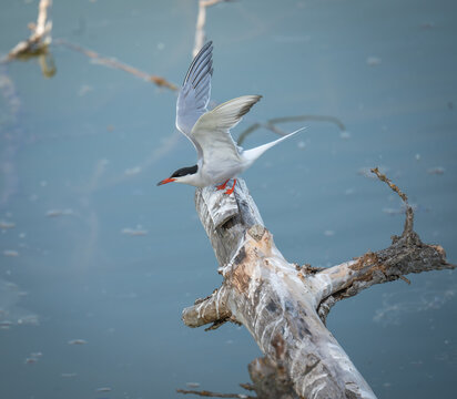 Common tern
