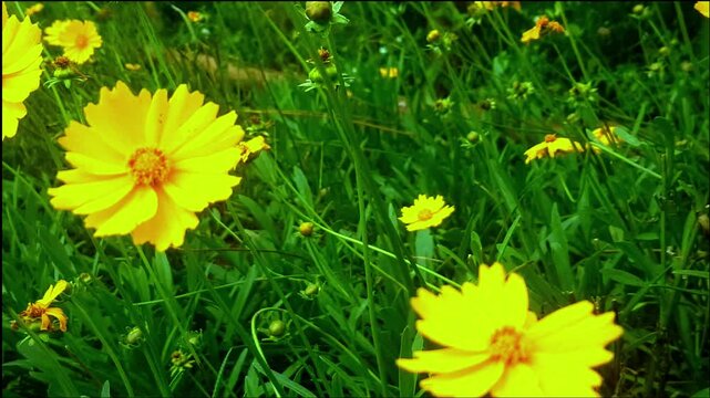 Coreopsis lanceolata, also known as lanceleaf coreopsis or yellow tickseed, is a perennial flowering plant of the Asteraceae family native to North America.