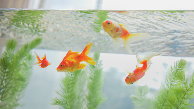 水槽の中の金魚とマツモ