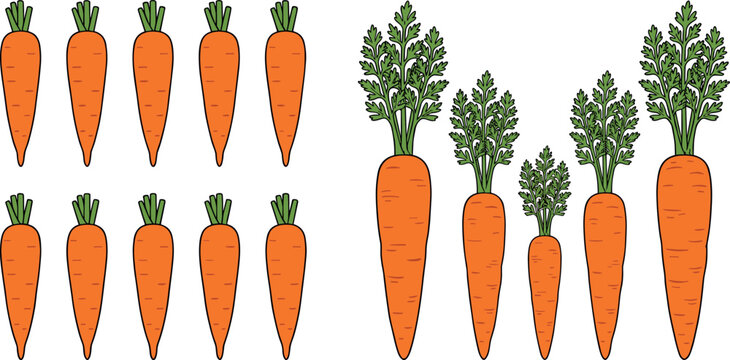 Cartoon Carrot Vector Asset Set with Simple Counting Icons and Detailed Growing Roots for Educational Mathematics and School Gardening Graphics
