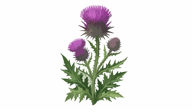 Scottish thistle botanical vector illustration with three purple blooms isolated on white