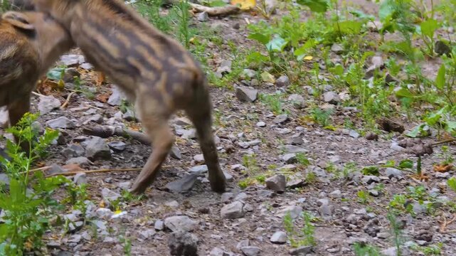 Close up of  wild boar piglets play fighting with each other in dirt on a sunny spring day
