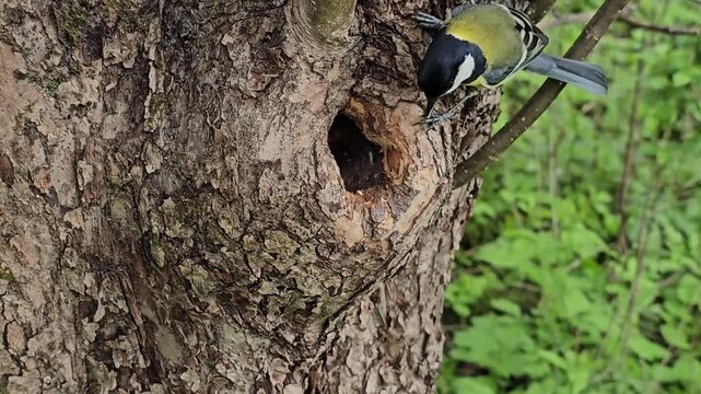 The great tit (Parus Major) nests in a tree trunk hollow, carrying food for the female that sits in the hollow