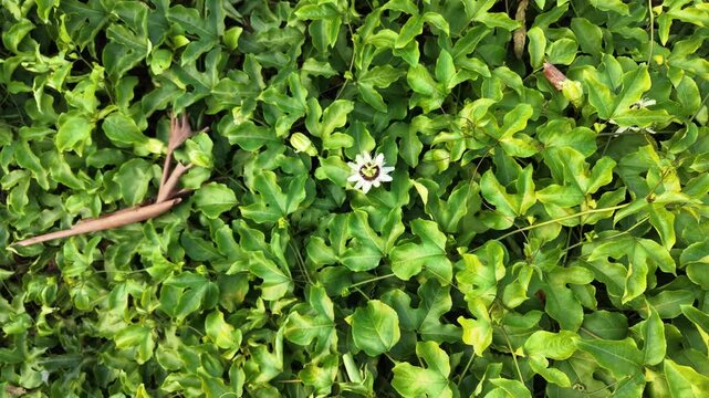 Top Down Aerial Shot of Drone Ascending Over Single Blooming Passion Flower