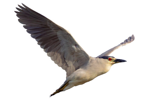 Black crowned night heron (Nycticorax nycticorax) in flight in south Florida. Isolated from my real photo and clipped and saved as a transparent PNG. Real photo asset. 