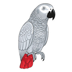 Obraz premium Captivating African Grey Parrot Illustration with Detailed Plumage and Red Tail.