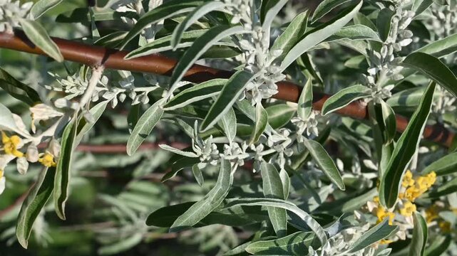 Russian olive tree branch with blooming yellow flowers and silvery-green leaves in spring garden close up view. Beautiful nature background showcasing fragrant oleaster blossoms detailed plant texture