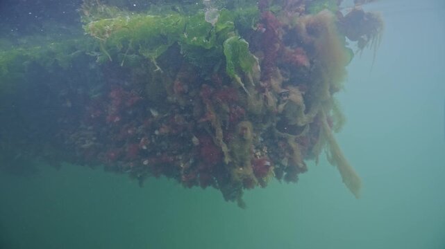 Large amount of invertebrate life under docks in harbor.