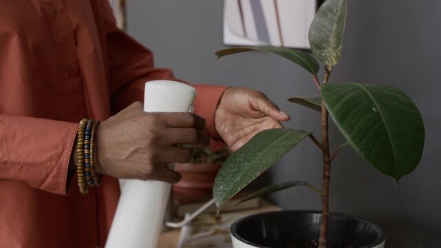 Tilt down view of unknown Black girl spraying green leaf with spray bottle and wiping it with dry cloth while taking care of potted plant
