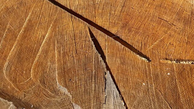 Macro close-up of a weathered tree trunk cross-section filling the frame, revealing annual rings, wood grain, a deep radial fissure and bark highlighted by warm side sunlight.
