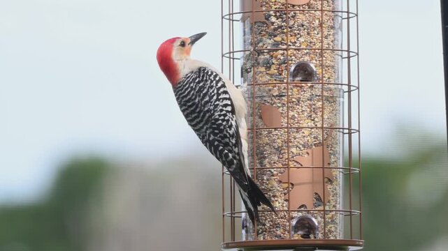 Red bellied woodpecker at bird feeder.