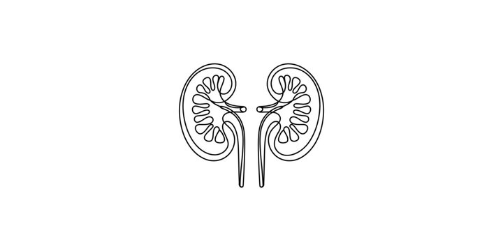 A detailed line drawing of human kidneys with ureters on isolated white background for medical education purposes