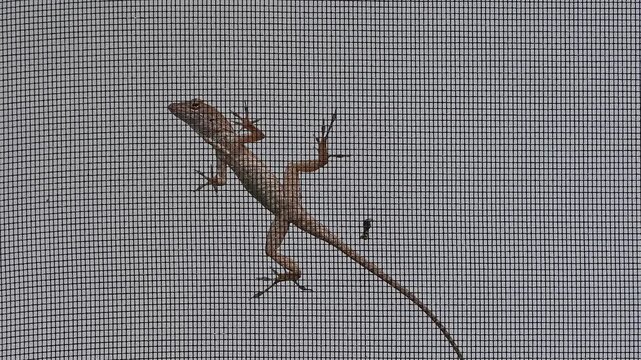 Unidentified lizard on porch screen.