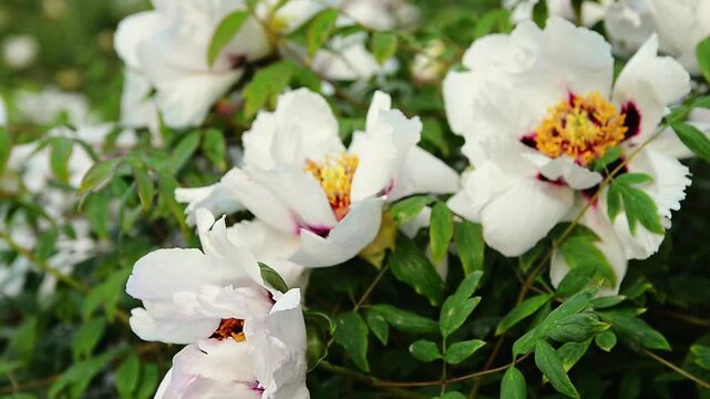 White peonies blooming in a lush garden with green foliage. A gentle breeze rustles the petals.