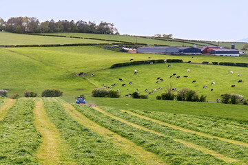 Tractor Cutting Grass for Silage on Green Dairy Farm at Sunset © Tosh Lubek