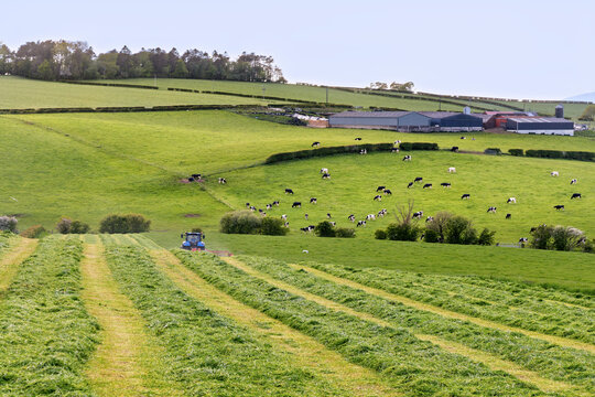 Tractor Cutting Grass for Silage on Green Dairy Farm at Sunset