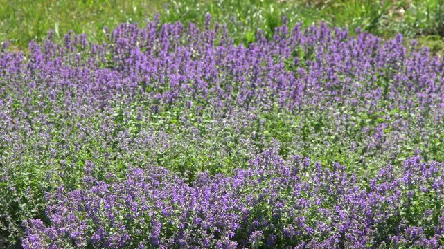 Catmint Nepeta Faassenii Bush With Purple Flowers In Sunny Summer Garden. Beautiful bush Blooming. Honey Bee Pollinating.
