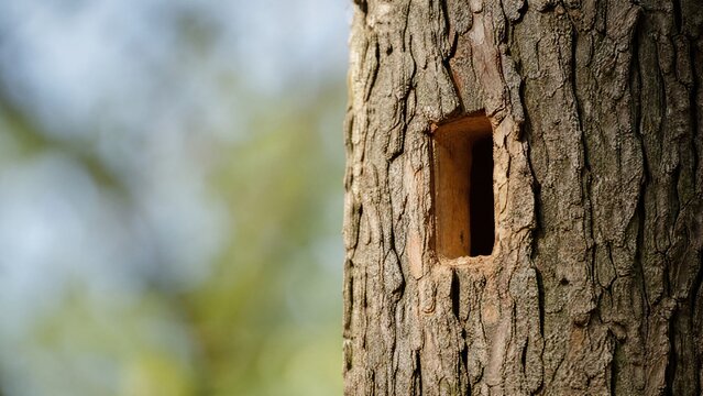 Rectangular hole in a tree trunk made by a woodpecker. 