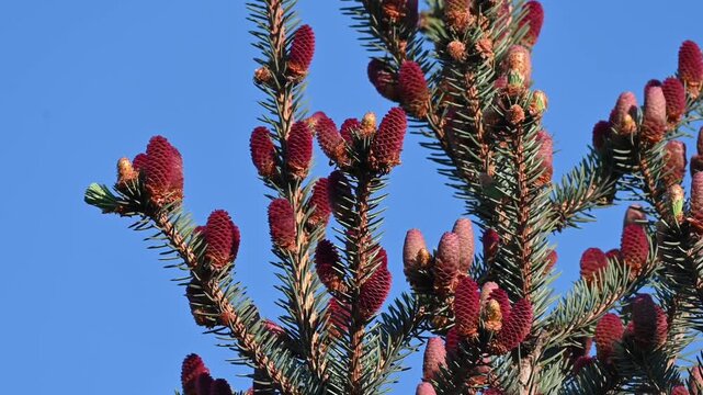 Red cones of spruce tree on branches with green needles against clear blue sky. Beautiful spring nature background showing young bright red male pine cones growing on evergreen conifer tree branch und
