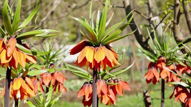 Closeup of Fritillaria imperialis swaying in wind, exotic pineapple shaped flower with fiery orange and red colors.