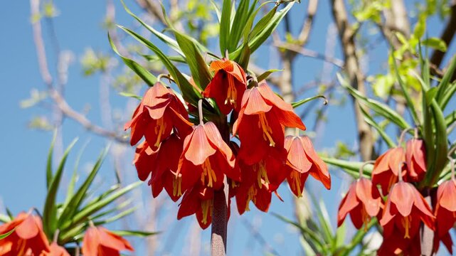 Closeup of Fritillaria imperialis swaying in wind, exotic pineapple shaped flower with fiery orange and red colors.