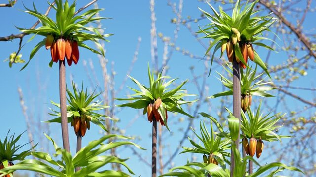 Closeup of Fritillaria imperialis swaying in wind, exotic pineapple shaped flower with fiery orange and red colors.