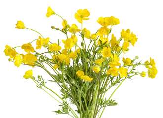 Fleurs de boutons d'or	