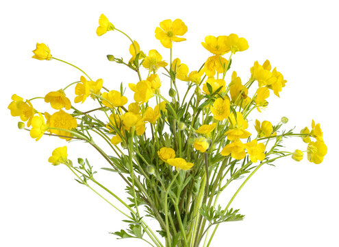 Fleurs de boutons d'or	