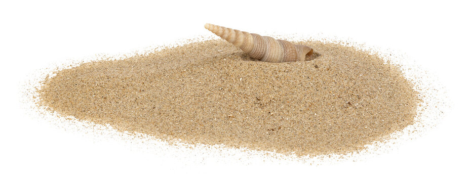 Coquillage sur un fond de sable de plage	