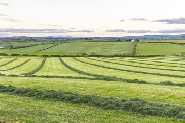 Freshly Cut Grass Rows Across Rolling Silage Fields in Scotland © Tosh Lubek