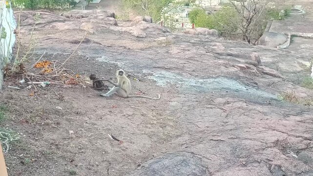 Mother Langur Monkey with her Baby Sitting on Rocky Ground in India