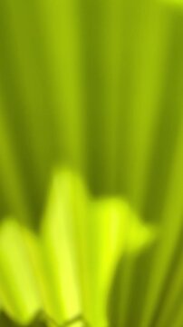 Green nature abstract background with soft bokeh and subtle movement