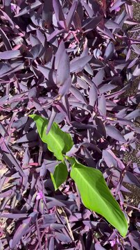 Purple and green tropical leaves close up in natural sunlight garden