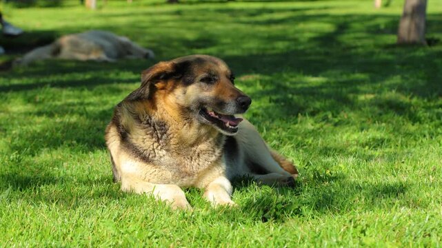 Stray street dog resting on green grass in a sunny park.