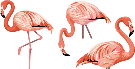 Obraz premium Pink Flamingo Bird Character Vector Set with Exotic Tropical Wildlife Standing and Preening Poses for Summer Beach and Nature Theme Designs