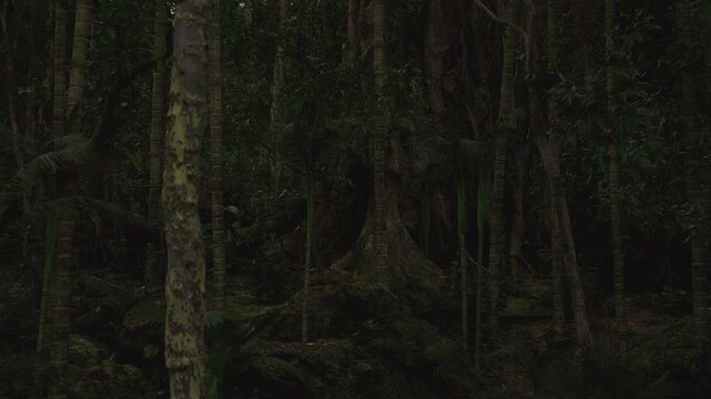 Botanical survey zone beside giant trunk, labeled plots and dense understory indicate species inventory, ferns and lianas populate shadowed soil, scientific