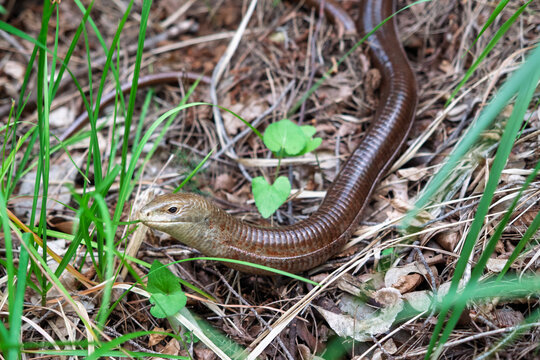 European legless lizard, Pseudopus apodus, also known as sheltopusik, moving through grass and leaf litter in Paklenica National Park, Croatia.