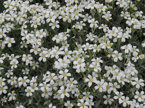 Filziges Hornkraut (Cerastium tomentosum)