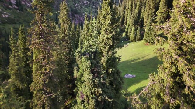 Aerial of sunlit spruce trees casting long shadows on alpine pasture in Jeti-Oguz, Kyrgyzstan