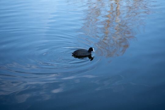 a solitary black coot glides across a calm blue pond, tracing gentle concentric ripples around its glossy reflection; soft tree reflections and deep azure tones create a serene, minimalist mood of sol