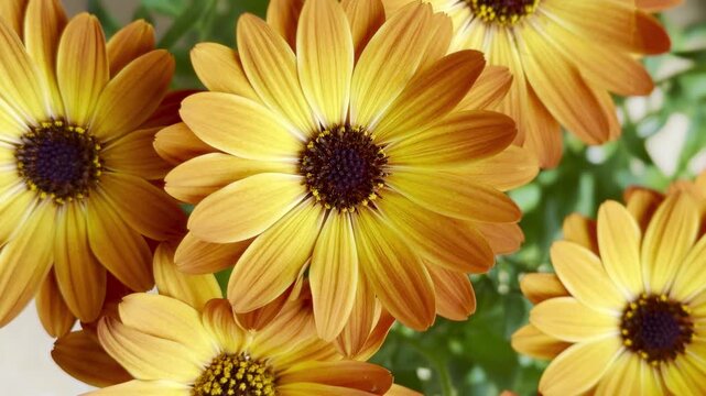 Golden daisy flowers closeup with soft bokeh background